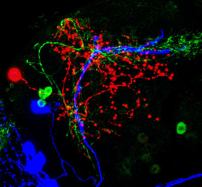 The projections of leucokinin neurons (in red) are very close to clock neurons labelled in blue or green.